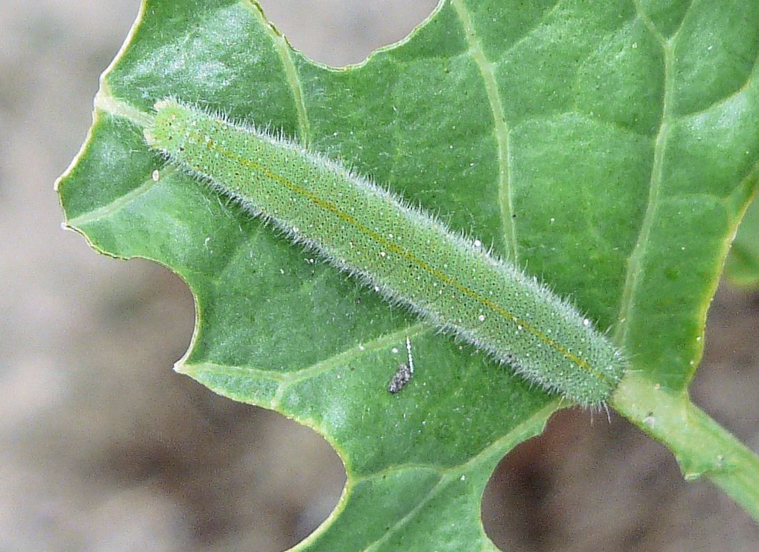 Rups van klein koolwitje op broccoliblad (foto: Rasbak)