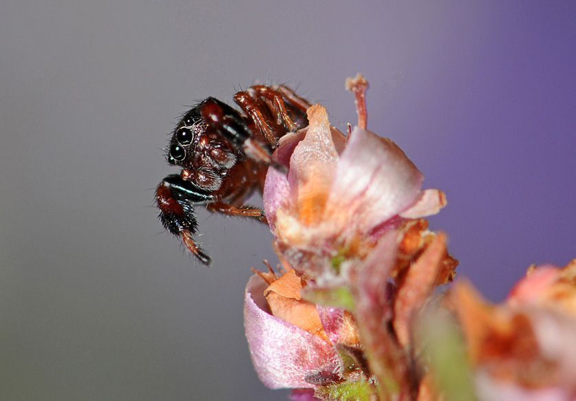 Mannetje Roodknie-dikpootspringspin (foto: Pierre Oger, ARABEL-beeldbank)