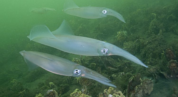 Gewone pijlinktvis in de Oosterschelde (foto: Peter H. van Bragt)