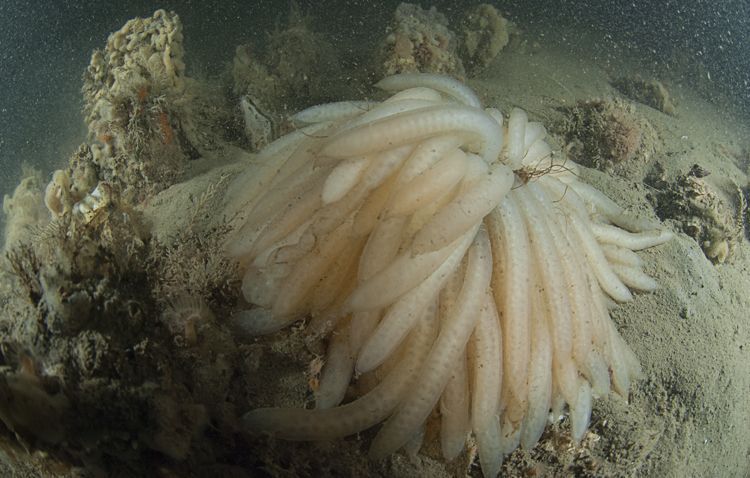 Pijlinktvis eikapsels in de Oosterschelde (foto: Peter H. van Bragt)