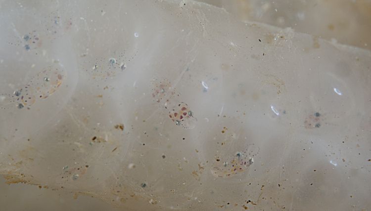Embryo’s van pijlinktvissen werpen hun eerste blik naar de Oosterschelde vanuit hun eikapsels (foto: Peter H. van Bragt)