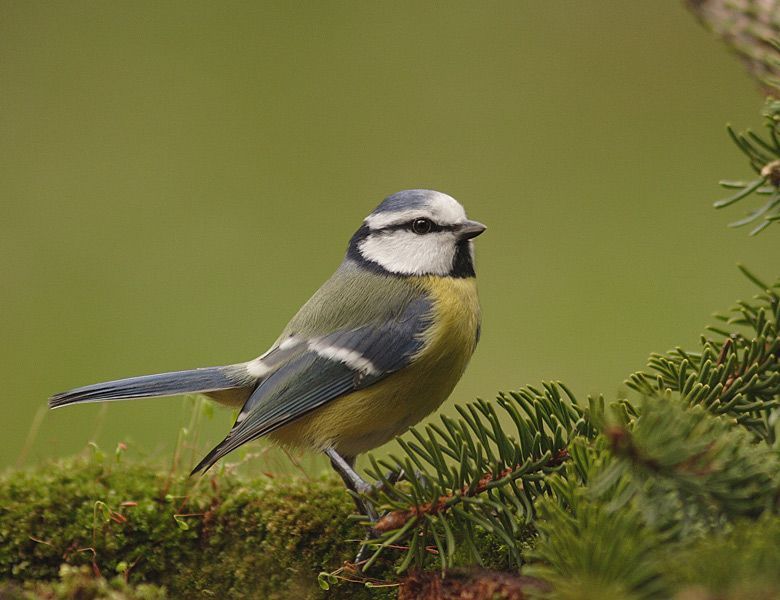 Pimpelmees (foto: Martin Hierck)