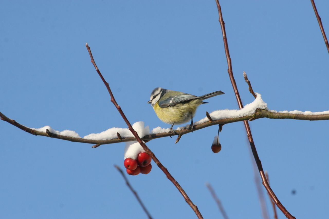 Pimpelmees (foto: Jasper de Ruiter)