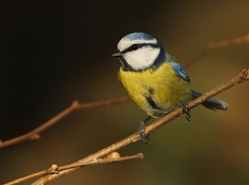 Pimpelmezen maken het ene jaar een warmer nest dan het andere (foto: Leo Janssen).