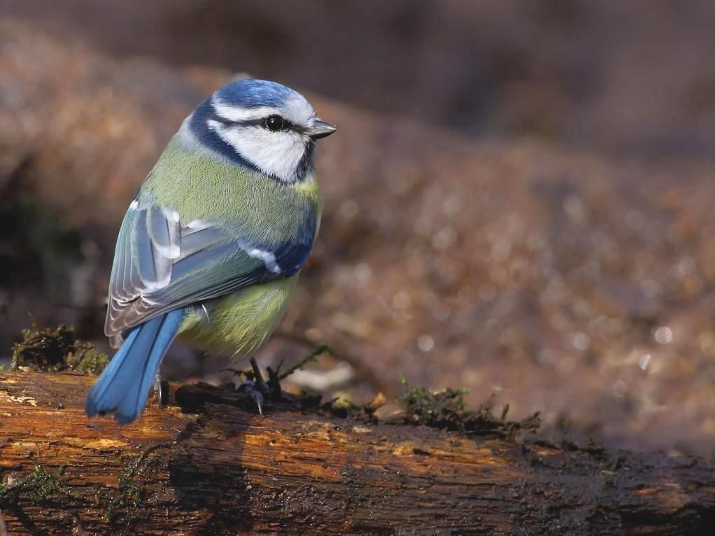 Niet minder dan 87.000 Pimpelmezen maakten op één dag de oversteek in Falsterbo. (Foto: Raymond De Smet)