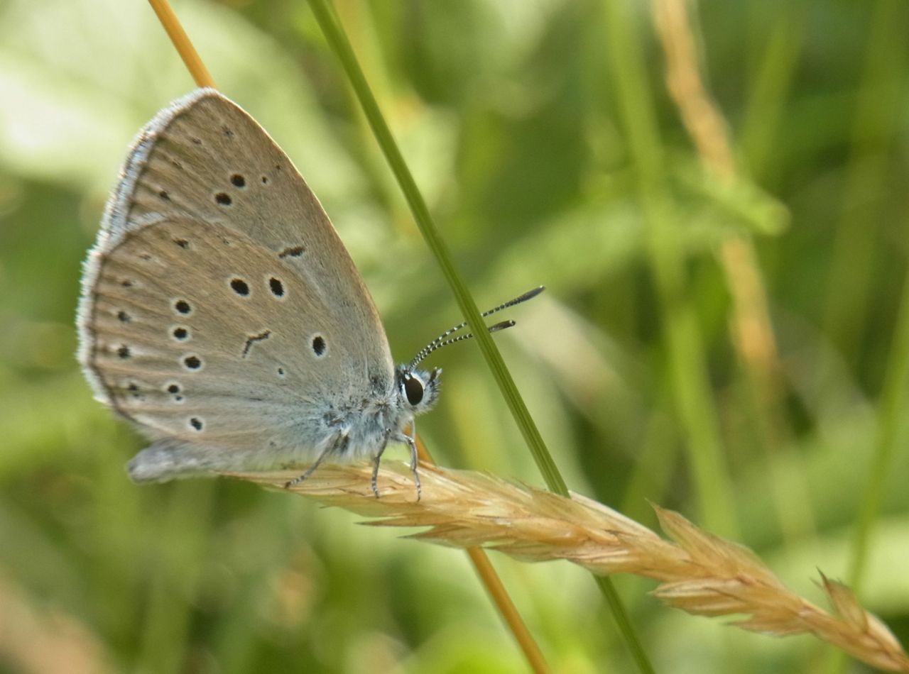 Pimpernelblauwtje (foto: Irma Wynhoff)