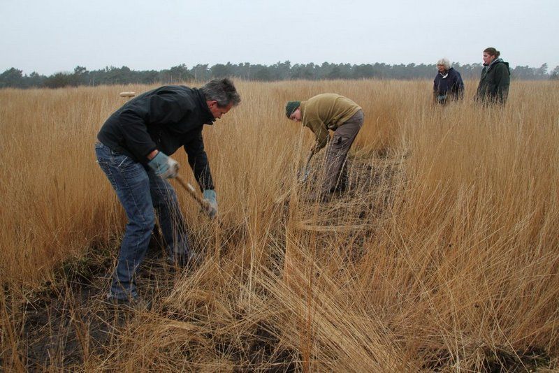 Handmatig wordt wat gedaan tegen de overmaat aan Pijpenstrootje (foto: Michiel Wallis de Vries)