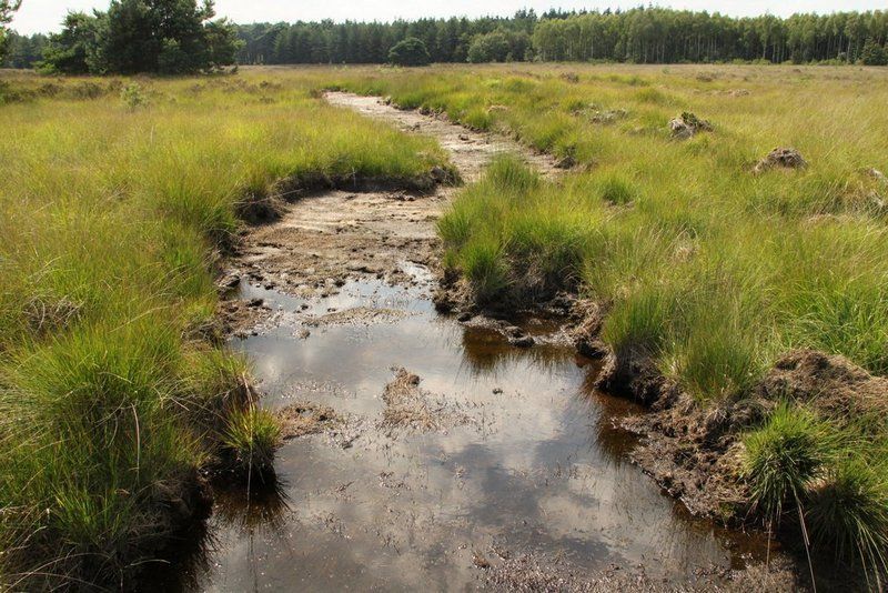 Plagstrook over de hoogtegradiënt op de Malpie (foto: Michiel Wallis de Vries)