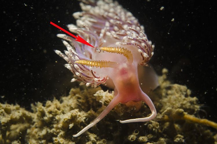 Plagiostomum vittatum op Slanke ringsprietslak, Oosterschelde 2012 (foto: Peter H. van Bragt)