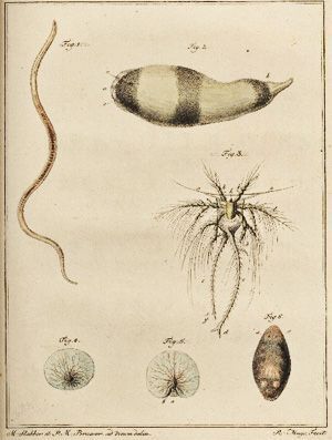 Plagiostomum vittatum - "Zee-slak (Mollusca marina) Marinus Slabber (1769) 
