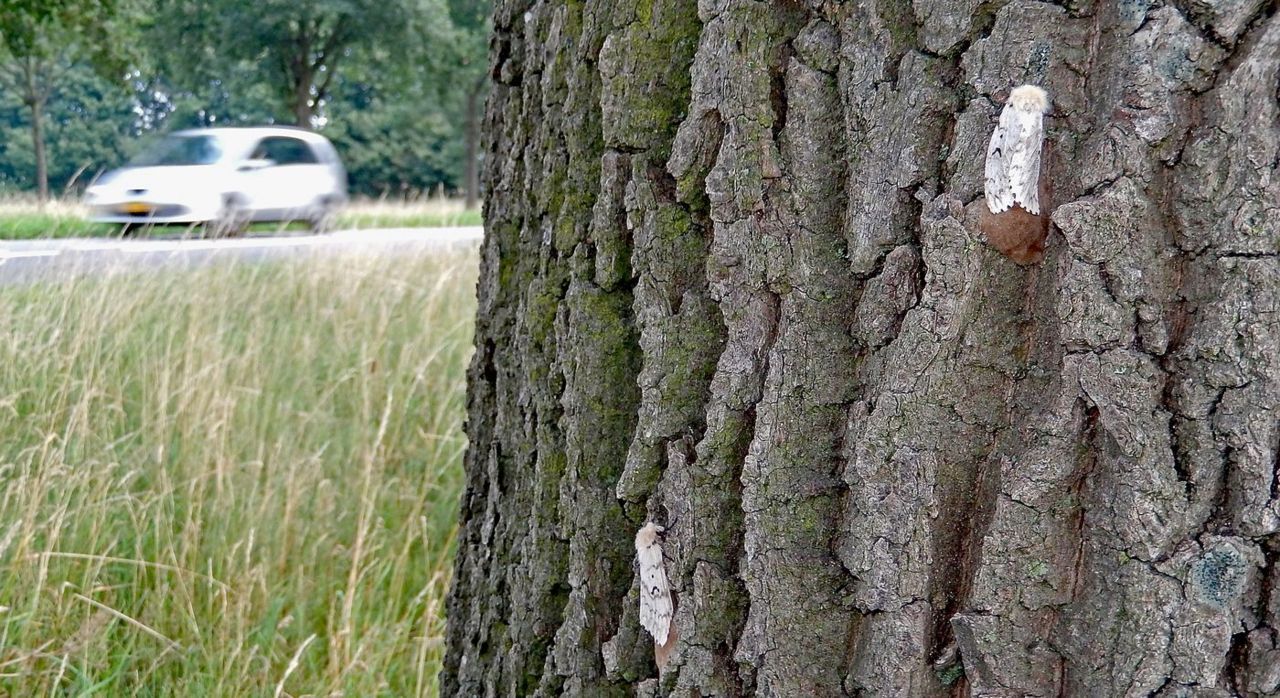 Twee plakkers op een eik langs een wegberm (foto: Kars Veling)