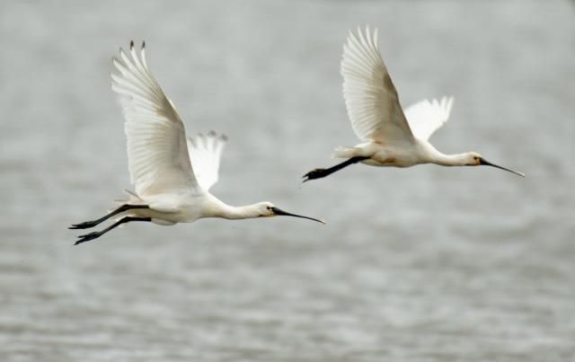 Lepelaars (foto: Piet Munsterman)