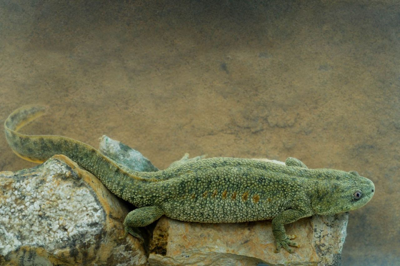 Spaanse ribbensalamanders horen van nature niet in Vlaanderen thuis (foto: Jan Van der Voort/Hyla)