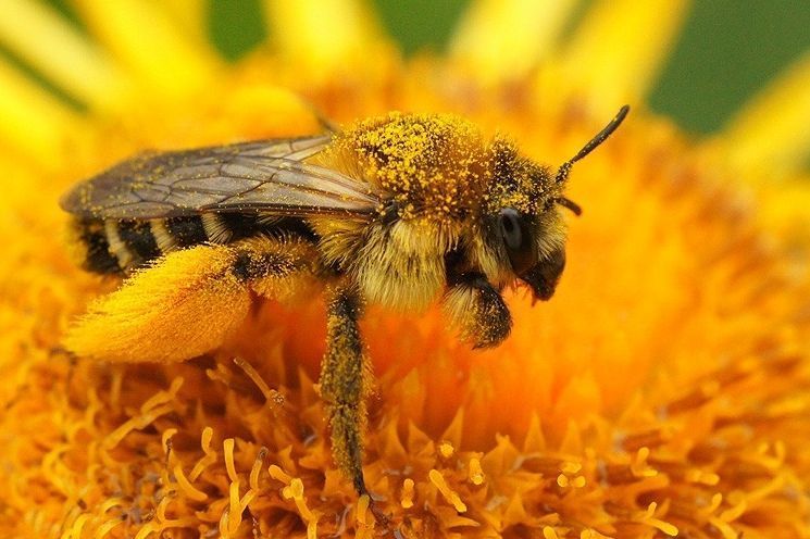 De Pluimvoetbij is te herkennen aan de lange gele pluimachtige haren op haar achterpoot (Foto: Henk Wallays)