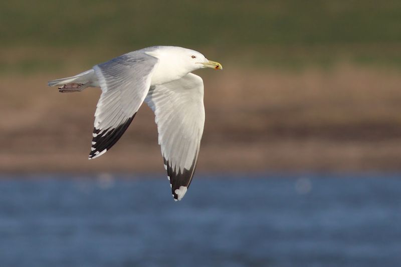 Een volwassen Pontische meeuw valt ook op door onder meer zijn lange, dunne snavel (foto: Albert de Jong)