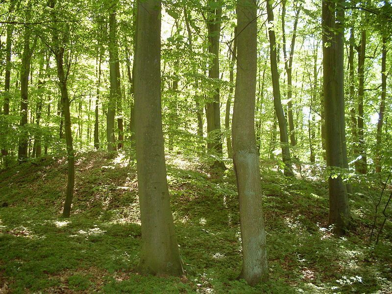 Wkrzanska Wildernis, Polen (foto: M. Mich)