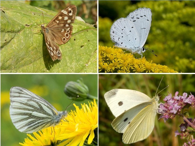 Vier popoverwinteraars die nu tevoorschijn komen: boven bont zandoogje en boomblauwtje, onder klein geaderd en klein koolwitje (foto’s: Kars Veling)