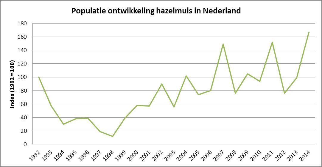 Trend aantal hazelmuizen in Nederland. Uitgangspunt is het jaar 1992, waarin de index op 100 is gezet. De grafiek toont dus niet het aantal getelde hazelmuizen in een jaar, maar is relatief ten opzichte van 1992 (figuur: Bureau van de Zoogdiervereniging)