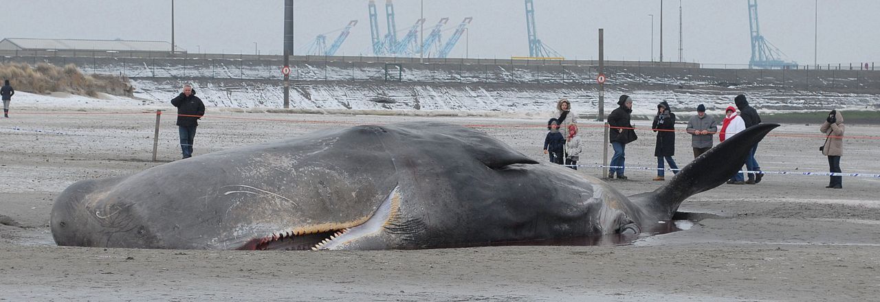 Een jong mannetje Potvis op het strand van Heist. (foto: Geert Vanhulle)