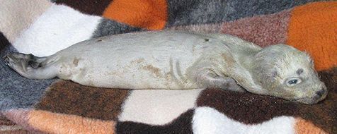 Te vroeg geboren gewone zeehonden hebben lange witte haren (foto: Jan Stokkink)