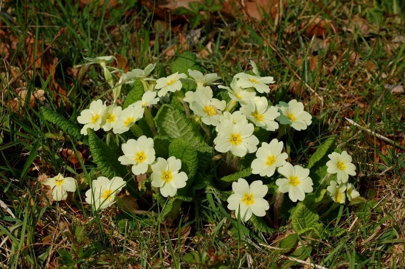 Stengelloze sleutelbloem (foto: Willem van Kruijsbergen)