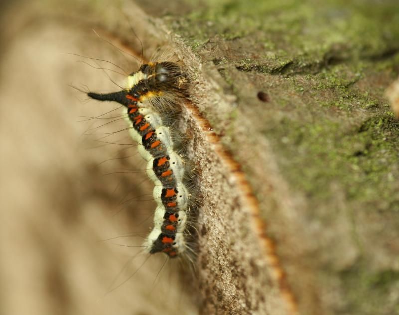 De rups van de Psi-uil. (foto: Paul Wouters en Marianne Horemans)