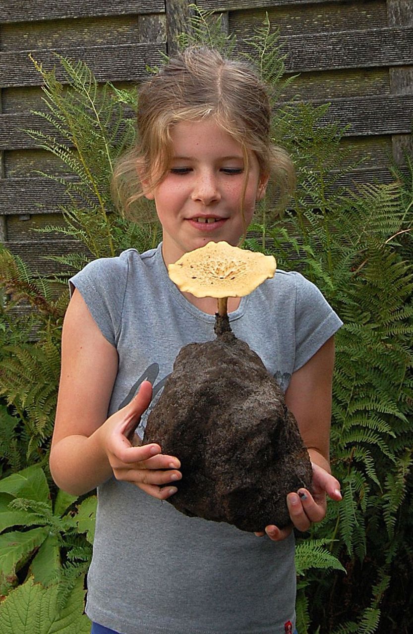 Franjeporiezwam op het sclerotium (foto: Kees Roobeek)