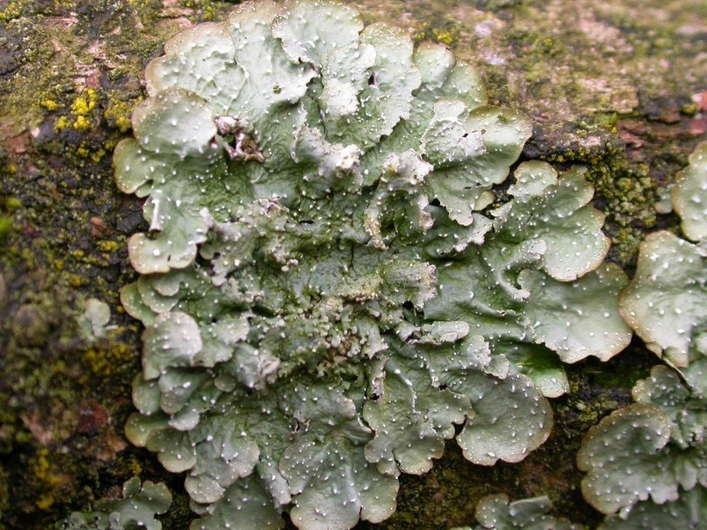 Het Gelobd stippelschildmos werd aangetroffen in oude wilgenbroeken in natuurgebied De Lovenhoek (foto: Karl Hellemans)