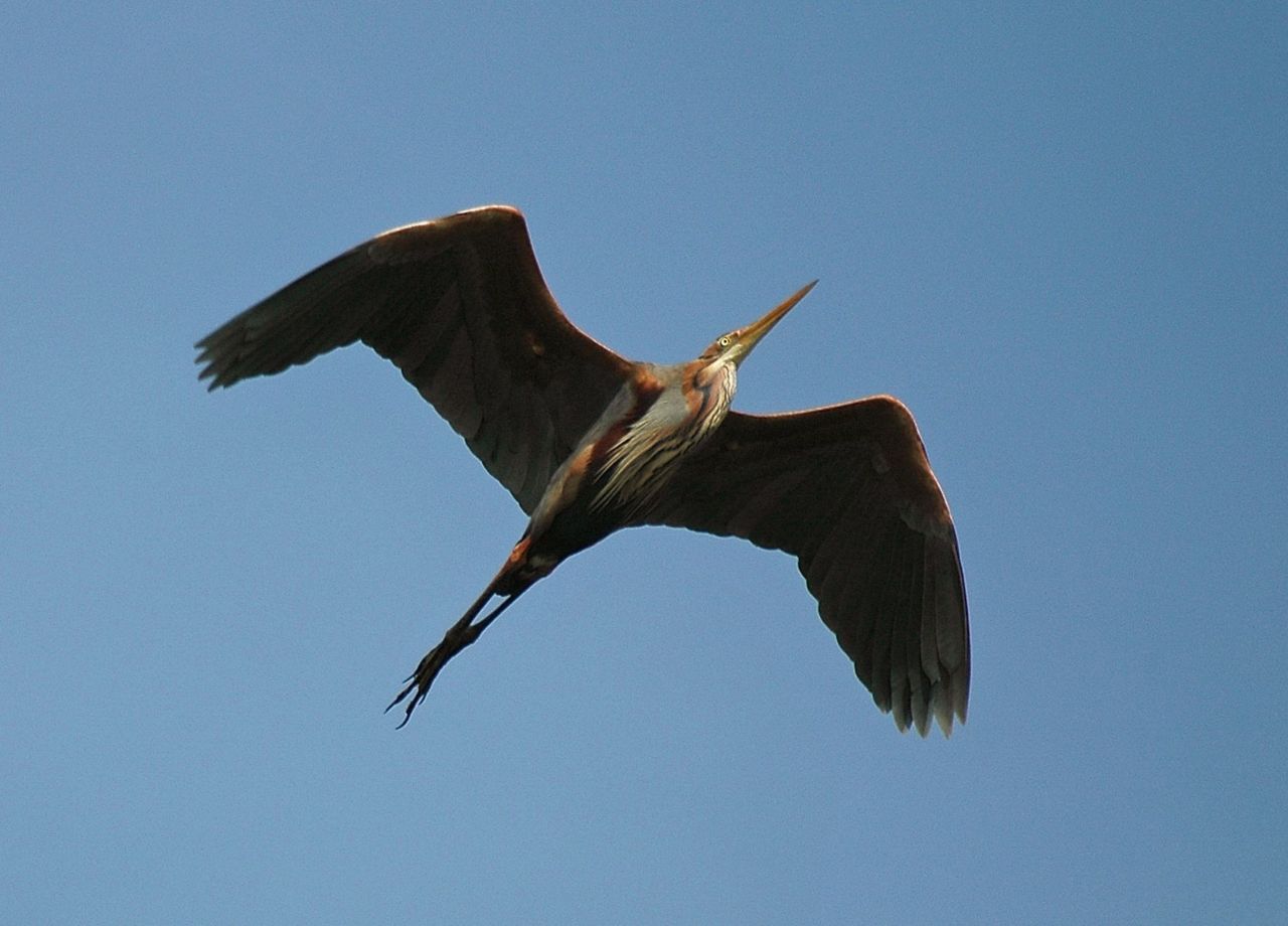 Purperreiger (foto: Ruud van Beusekom)