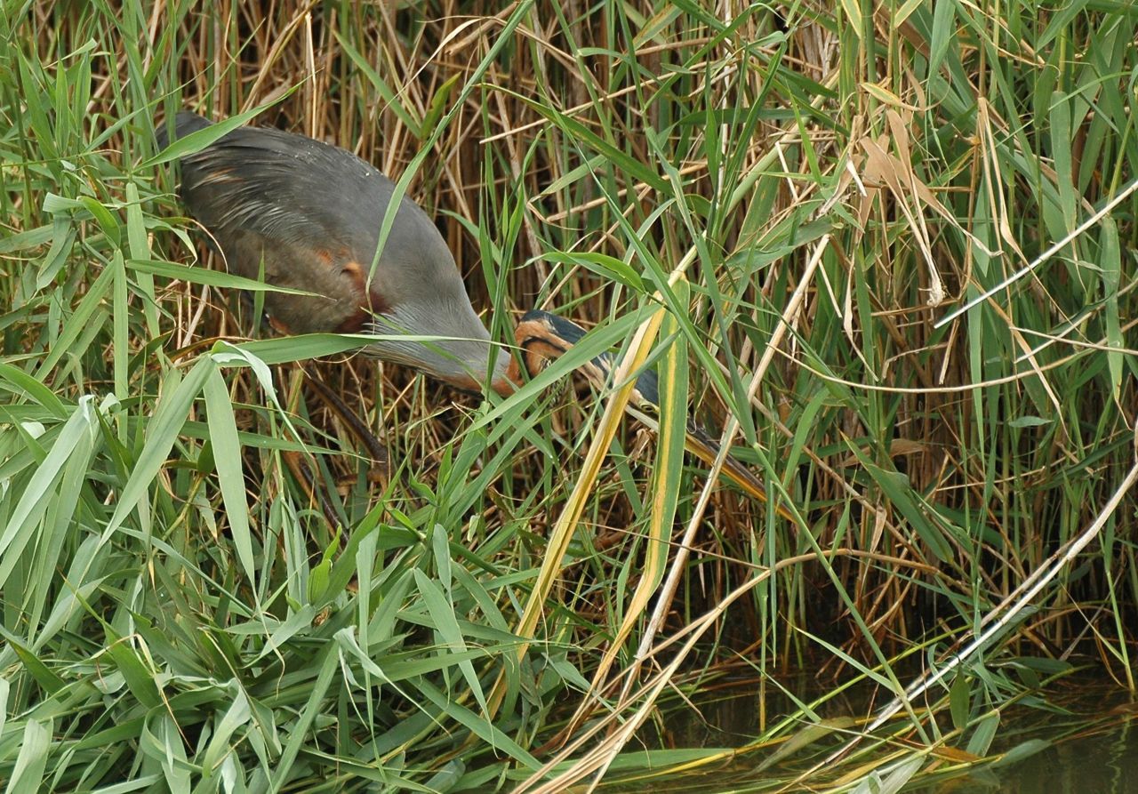 Purperreiger (foto: Ruud van Beusekom)