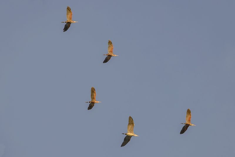 Purperreigers en een Blauwe reiger op trek over de Dordste Biesbosch. Beide soorten trekken vaak samen weg (foto: Hans Gebuis)