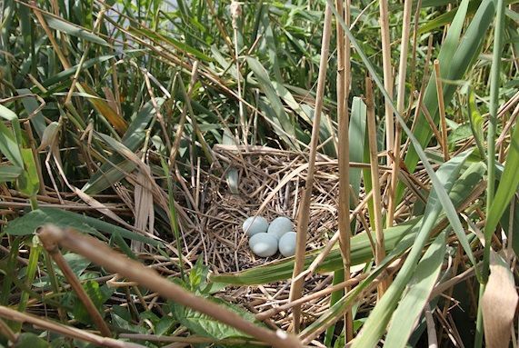 Nest Purperreiger (foto: Albert de Jong)