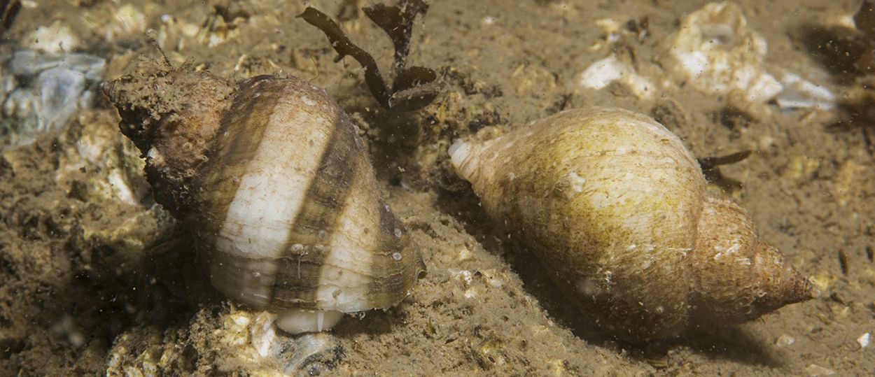 Purperslakken vertonen diverse kleurschakeringen op de schelp, Oosterschelde (foto: Peter H van Bragt)