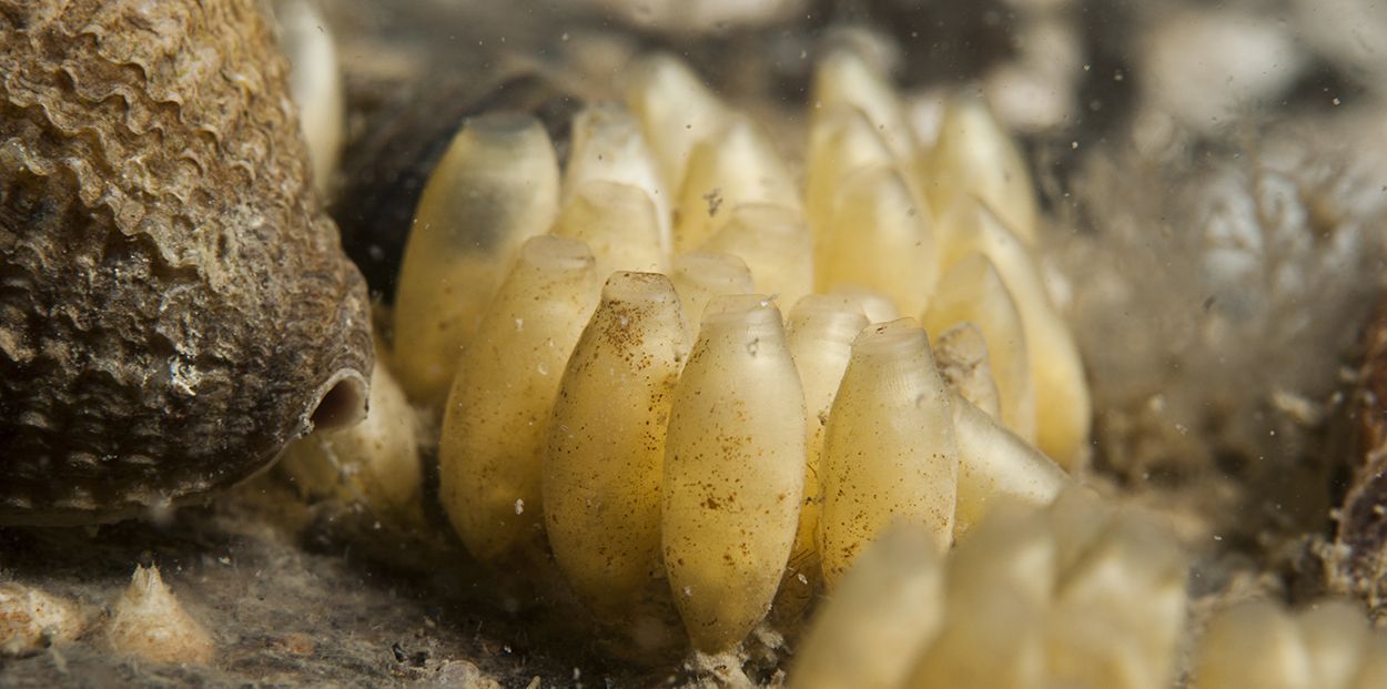 Eikapsels van Purperslakken bevatten tot 600 eitjes per urntje, Oosterschelde (foto: Peter H van Bragt)