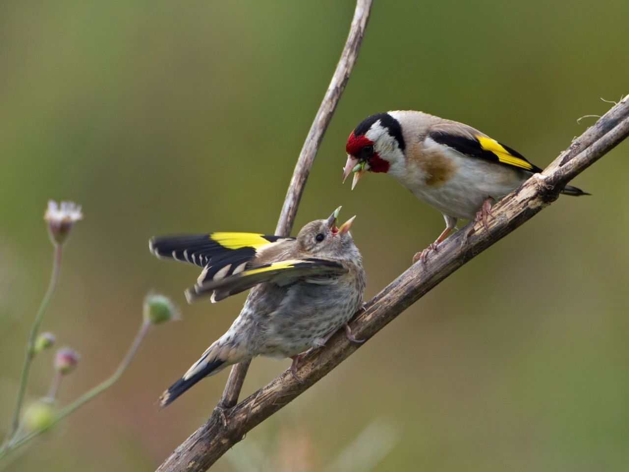 Putter voert jong (foto: Jankees Schwiebbe)