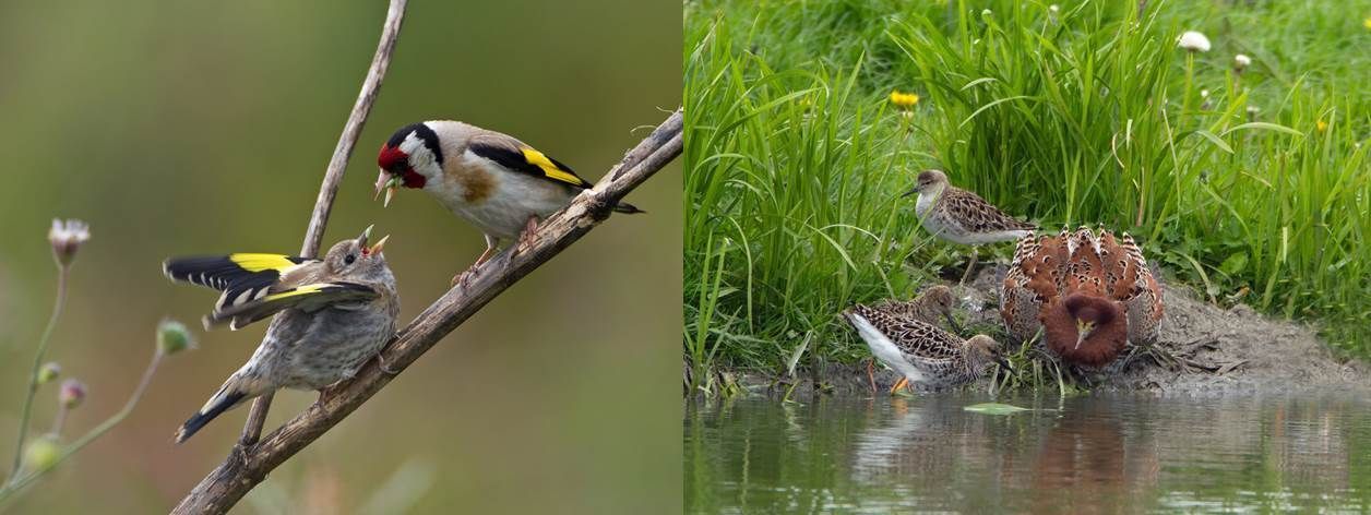 Putter voert jong (rechts); kemphanen (links) (foto: Jankees Schwiebbe)