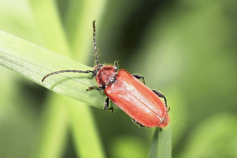 Vuurboktor (Pyrrhidium sanguineum) (foto: Marijke Kanters)