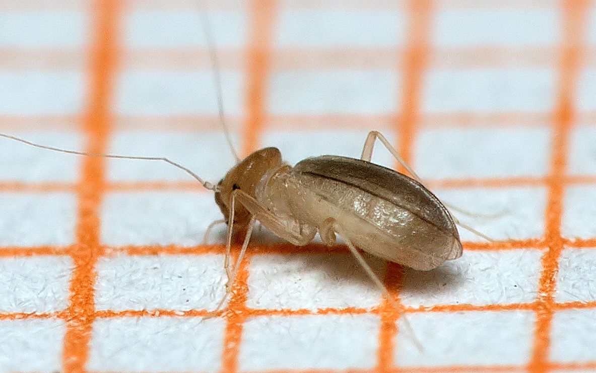 Een feromoonval. De lokstof bevindt zich in het houdertje bovenaan. (foto: Ruben Meert)