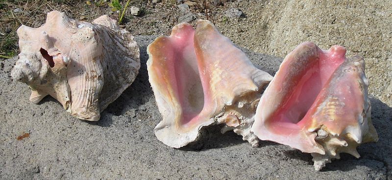 Queen Conch (photo: Liné1)