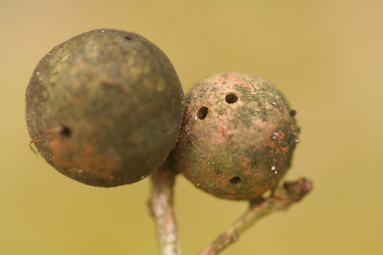 De knikkergal lijkt op de bekendere galappel, maar zit altijd aan hout in plaats van op een blad (foto: Roelof Jan Koops)