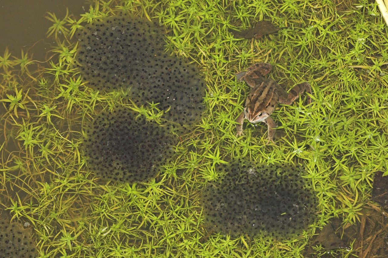 Eiklompen van Heikikker zijn doorgaans compact en blijven rustig op je handpalm liggen (foto: Jelger Herder, Digital Nature)