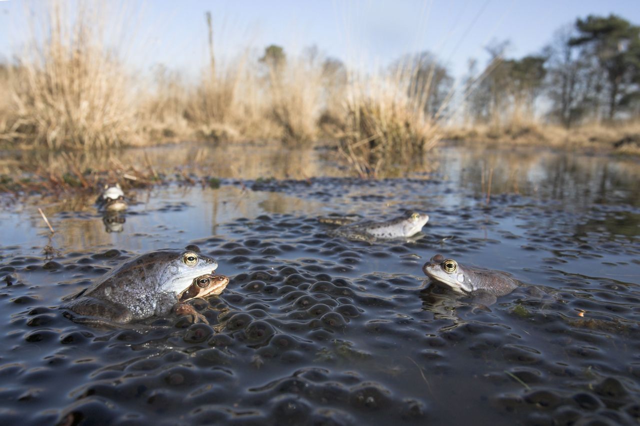 Heikikkers in hun voortplantingswater (foto: Jelger Herder)