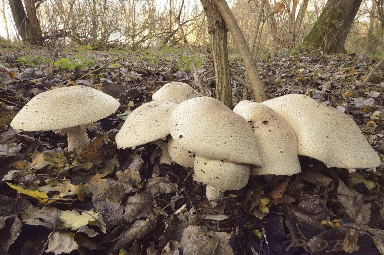 Rafelige champignon (foto: Piet Brouwer)