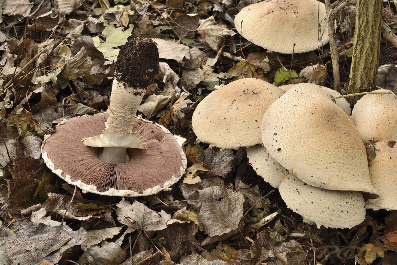 Rafelige champignon (foto: Piet Brouwer)