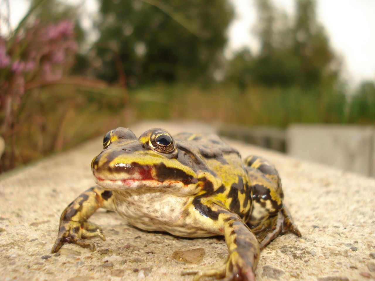 Ranavirus is aangetoond (Foto: Dick Willems)