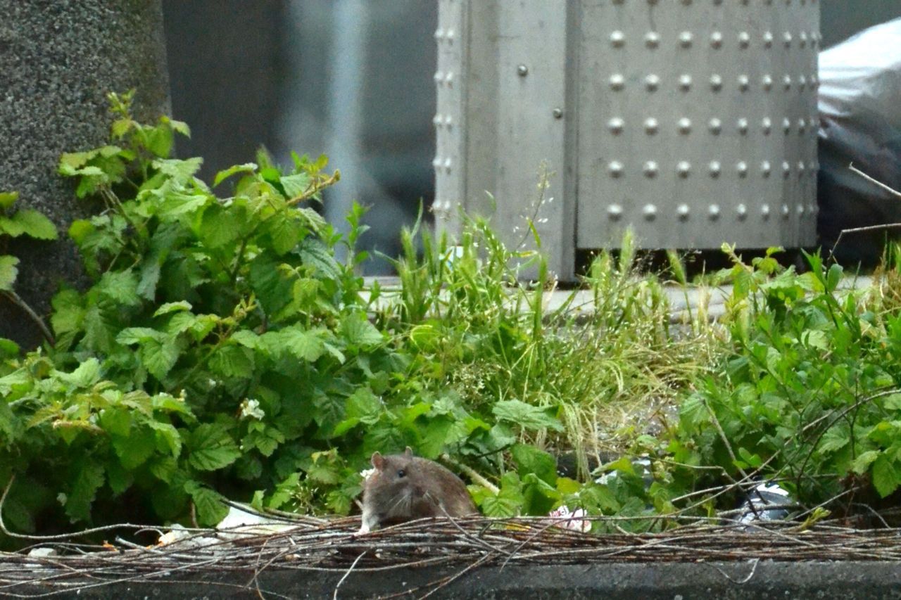 Rat bij begroeiing en vuilnis (foto: Jan Buijs)