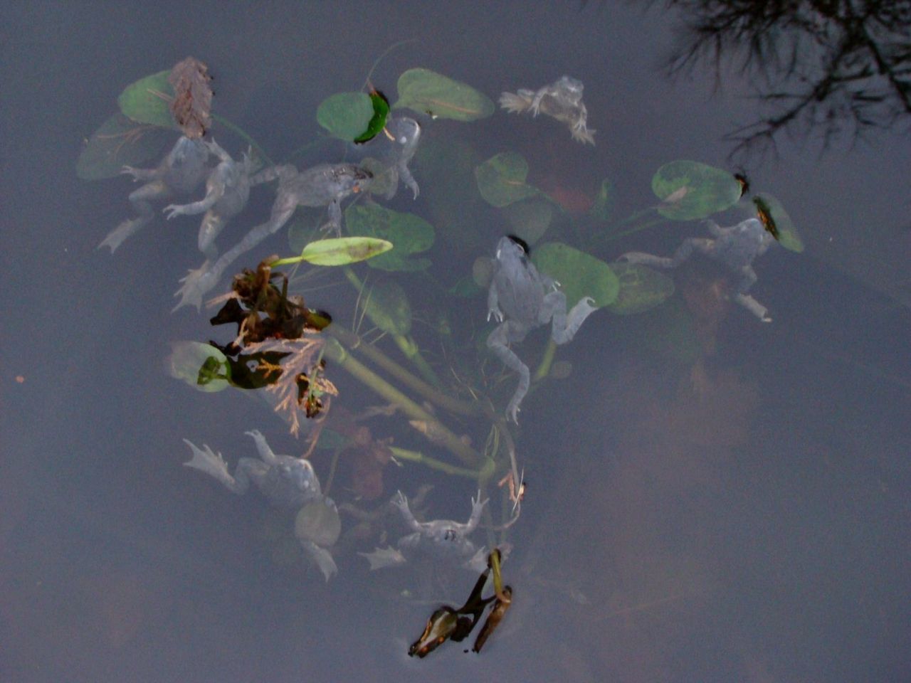Opgeblazen bruine kikkers drijvend in de vijver (foto: Judith Bouma)