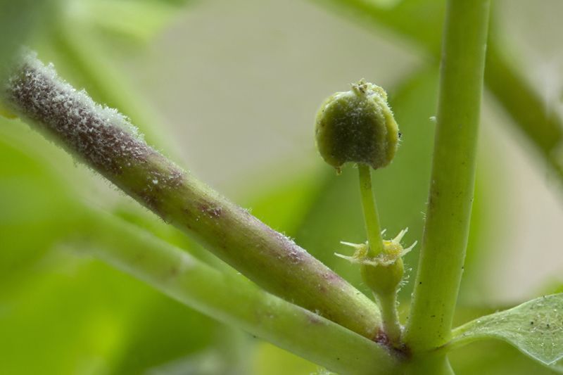 Wolfsmelkmeeldauw op Tuinwolfsmelk