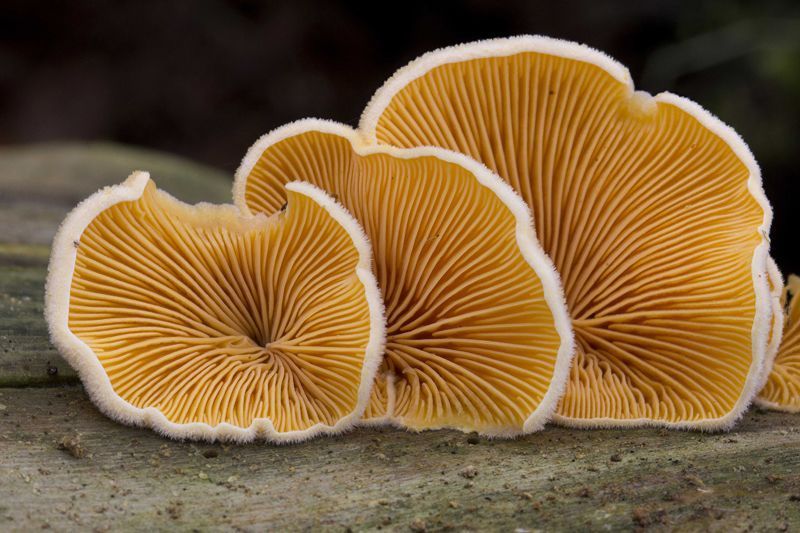 Onderzijde Oranje oesterzwam (foto: Menno Boomsluiter)