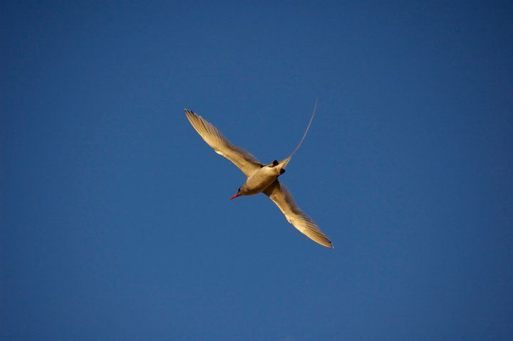 Tropische keerkringvogel, red billed tropicbird (foto: DCNA)